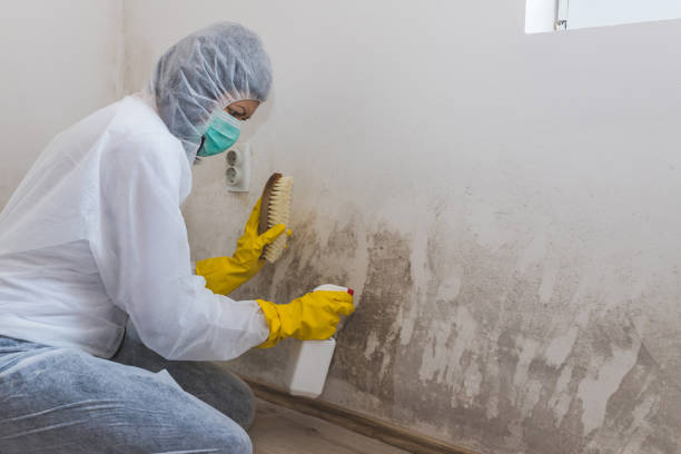 Best Commercial Mold Remediation in Sacramento, CA