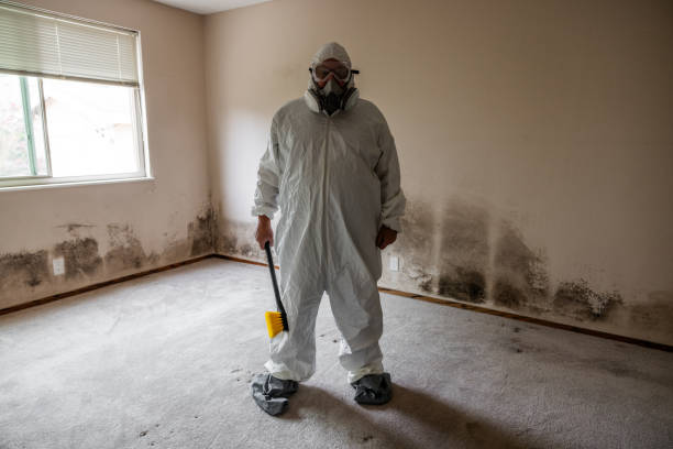 Best Basement Mold Remediation in Sacramento, CA